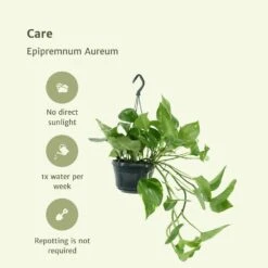 Epipremnum Aureum Scindapsus X2 - H25cm, ø15cm - Plante D'intérieur -Grasses Fleurs Soldes Boutique 02e9e418984afe54