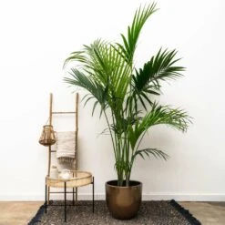 Palmier Kentia Xxxl - H230cm - Très Grande Plante D'intérieur -Grasses Fleurs Soldes Boutique 04a7973c82c76aae