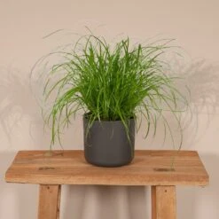 Herbe à Chat - H20cm, ø12cm - Plante D'intérieur 8 Herbe à Chat - H20cm, ø12cm - Plante D'intérieur -Grasses Fleurs Soldes Boutique 06a4b745c04ab1e3