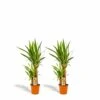 Yucca X2 - H90cm, ø17cm - Grandes Plantes D'intérieur 1 Yucca X2 - H90cm, ø17cm - Grandes Plantes D'intérieur -Grasses Fleurs Soldes Boutique 073517effe96d57c