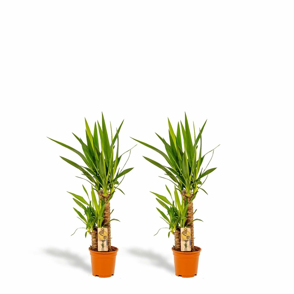 Yucca X2 - H90cm, ø17cm - Grandes Plantes D'intérieur 3 Yucca X2 - H90cm, ø17cm - Grandes Plantes D'intérieur