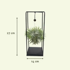 Tillandsia Et Son Support En Cube - H35cm, ø20cm - Plante D'intérieur Tombante 10 Tillandsia Et Son Support En Cube - H35cm, ø20cm - Plante D'intérieur Tombante -Grasses Fleurs Soldes Boutique 07dcd3d6b0c49e5f