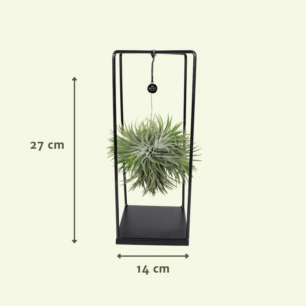 Tillandsia Et Son Support En Cube - H35cm, ø20cm - Plante D'intérieur Tombante 6 Tillandsia Et Son Support En Cube - H35cm, ø20cm - Plante D'intérieur Tombante – Image 4