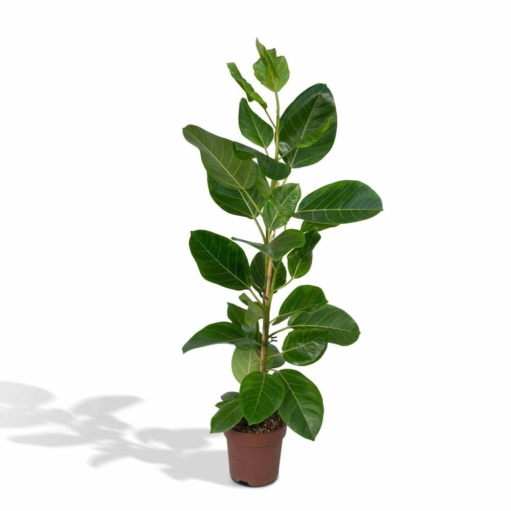 Ficus Altissima - H85cm, ø21cm - Grande Plante D'intérieur 3 Ficus Altissima - H85cm, ø21cm - Grande Plante D'intérieur