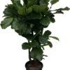 Ficus Lyrata Xxl - H160cm, ø30cm - Très Grande Plante D'intérieur -Grasses Fleurs Soldes Boutique 0b29cc70c54ffe03