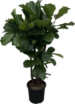 Ficus Lyrata Xxl - H160cm, ø30cm - Très Grande Plante D'intérieur