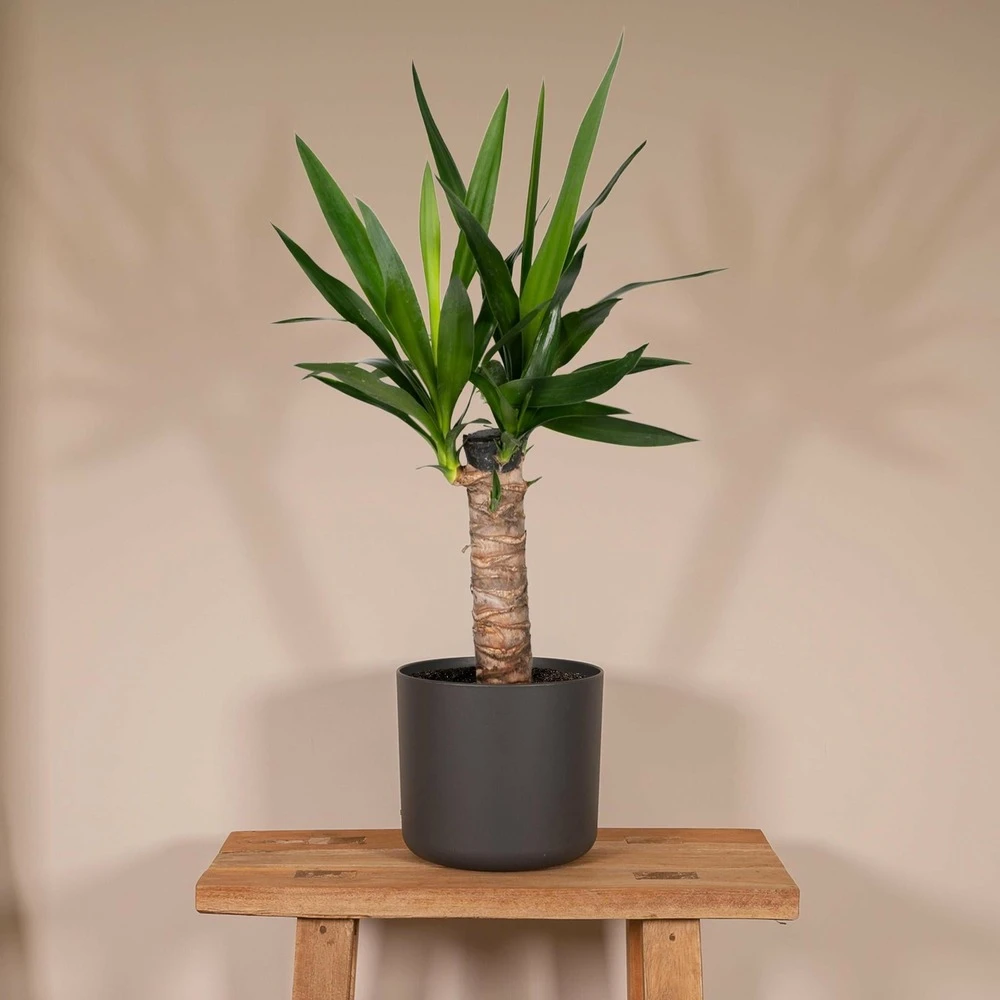 Yucca - H40cm, ø14cm - Plante D'intérieur 4 Yucca - H40cm, ø14cm - Plante D'intérieur – Image 2