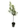 Amandier 'Ferraduel' : Gobelet 3 Ans Pot -Grasses Fleurs Soldes Boutique 1015037 1715221