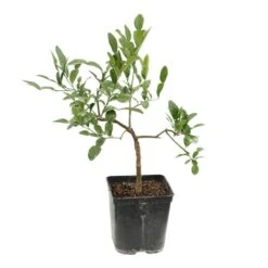 Combava AB 'Citrus Hystrix' Pot 3L -Grasses Fleurs Soldes Boutique 1022437 004