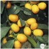 Kumquat Sur 1/4 Tige : Pot 2L -Grasses Fleurs Soldes Boutique 1045106 002