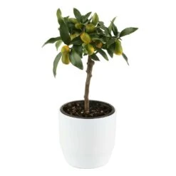 Kumquat Sur 1/4 Tige : Pot 2L -Grasses Fleurs Soldes Boutique 1045106 004