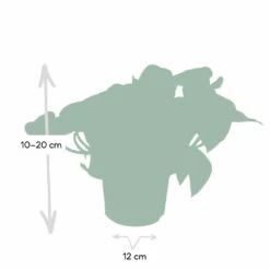 Epipremnum Happy Leaf Scindapsus - H15cm, ø12cm - Plante D'intérieur Tombante -Grasses Fleurs Soldes Boutique 1046f5608f3c7eca