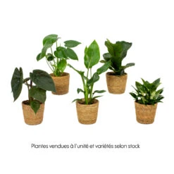 Mix Plantes Vertes, Variétés Variables : Vannerie D12cm 13 Mix Plantes Vertes, Variétés Variables : Vannerie D12cm -Grasses Fleurs Soldes Boutique 1066833 2072083