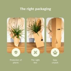 Box Suprise X6 - Plantes D'intérieur -Grasses Fleurs Soldes Boutique 138989fd0485ccc6