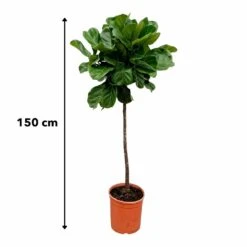 Ficus Lyrata Xl - H150cm, ø30cm - Très Grande Plante D'intérieur -Grasses Fleurs Soldes Boutique 147808e77ddb7acd