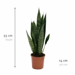 Sansevieria Zeylanica - H55cm, ø14cm - Plante D'intérieur Sans Entretien -Grasses Fleurs Soldes Boutique 14b7b0a41e32bd54