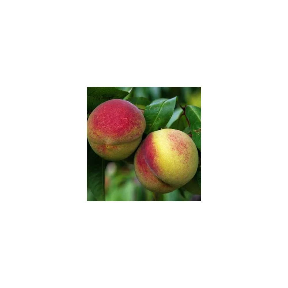 Pêcher Charles Ingouf : Gobelet 3 Ans D'âge Ctr 12 Litres 3 Pêcher Charles Ingouf : Gobelet 3 Ans D'âge Ctr 12 Litres