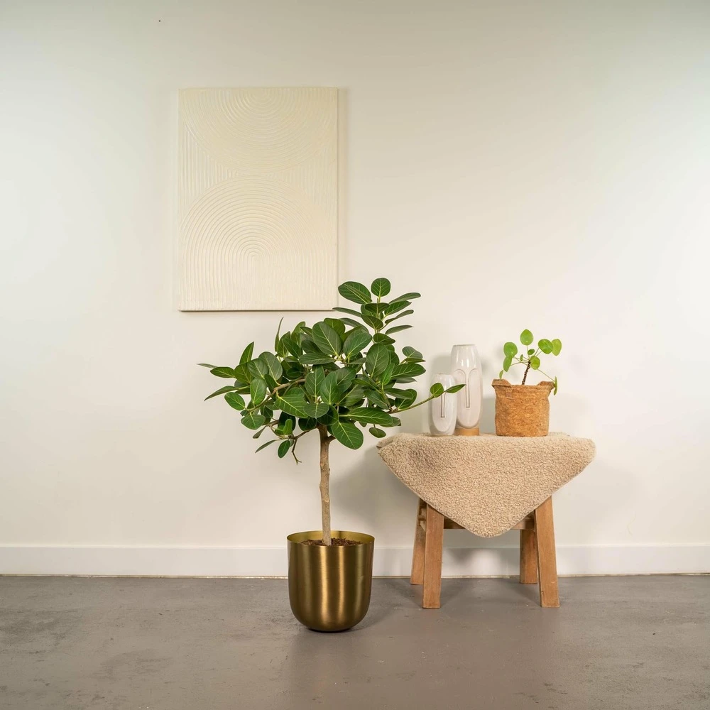 Ficus Benghalensis - H75cm, ø21cm - Grande Plante D'intérieur 4 Ficus Benghalensis - H75cm, ø21cm - Grande Plante D'intérieur – Image 2