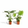 Strelitzia Nicolai, Monstera Deliciosa, Duo De Plantes - Grandes Plantes D'intérieur 2 Strelitzia Nicolai, Monstera Deliciosa, Duo De Plantes - Grandes Plantes D'intérieur -Grasses Fleurs Soldes Boutique 1ac4214e38f20014