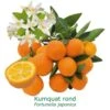 Kumquat Rond Bio Tailles:pot De 3 Litres, Hauteur 30/40 Cm 1 Kumquat Rond Bio Tailles:pot De 3 Litres, Hauteur 30/40 Cm -Grasses Fleurs Soldes Boutique 1efb27ba807c2832