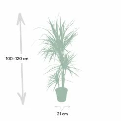 Dracaena Marginata - H115cm, ø21cm - Très Grande Plante D'intérieur 10 Dracaena Marginata - H115cm, ø21cm - Très Grande Plante D'intérieur -Grasses Fleurs Soldes Boutique 205c4d19ff1b1ad5
