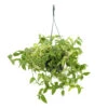 Tradescantia : Suspension Diamètre 18 Cm - Variétés Variables -Grasses Fleurs Soldes Boutique 21071 001