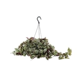Tradescantia : Suspension Diamètre 18 Cm - Variétés Variables -Grasses Fleurs Soldes Boutique 21071 004