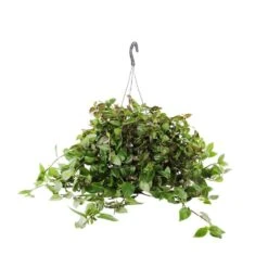 Tradescantia : Suspension Diamètre 18 Cm - Variétés Variables -Grasses Fleurs Soldes Boutique 21071 006