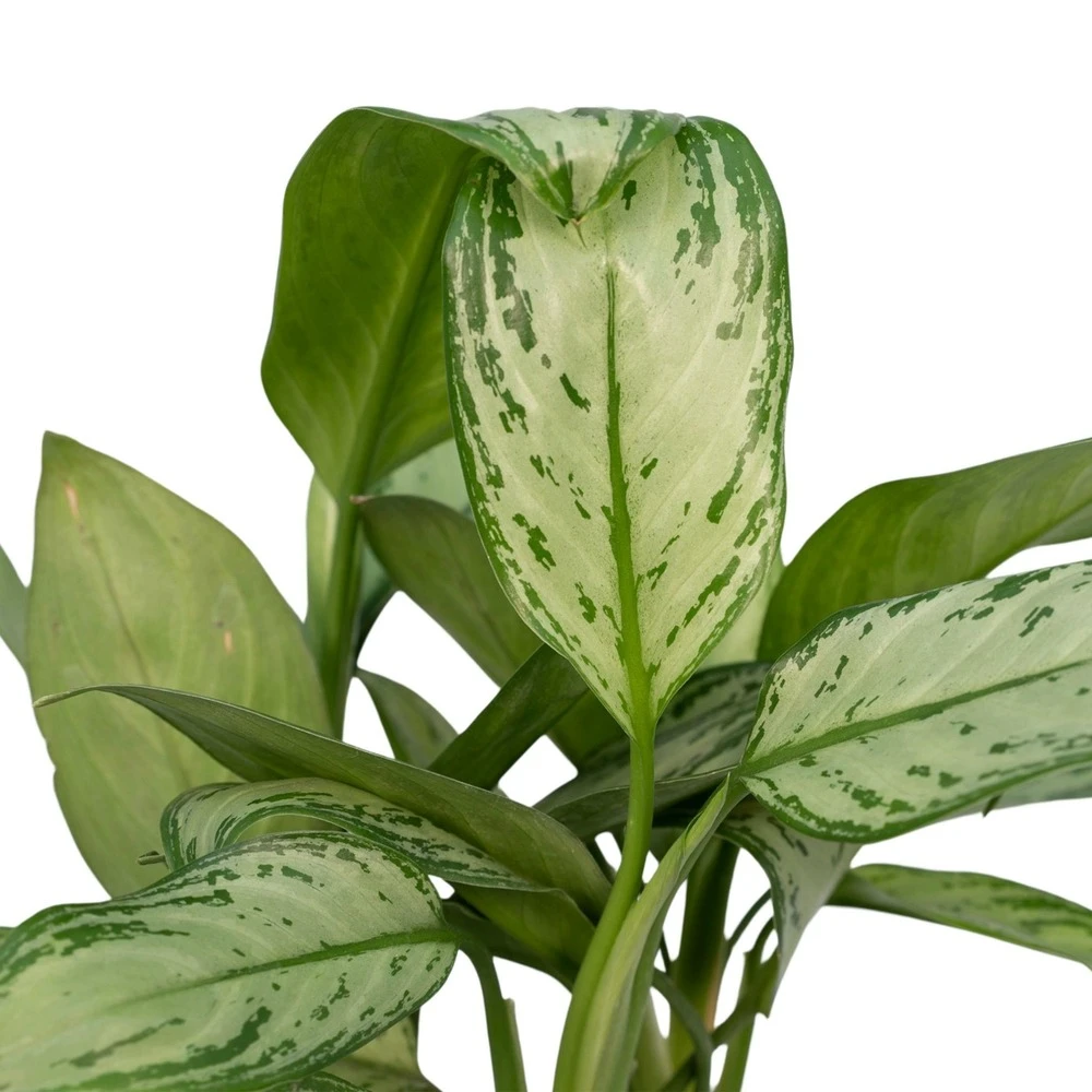 Aglaonema Christina - H30cm, ø12cm - Plante D'intérieur 5 Aglaonema Christina - H30cm, ø12cm - Plante D'intérieur – Image 3