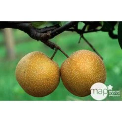 Nashi Hosui Bronze : Gobelet 3 Ans D'âge Ctr 12 Litres -Grasses Fleurs Soldes Boutique 228675 003