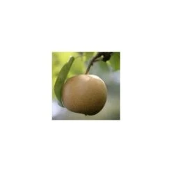 Nashi Nieiseiki : Gobelet Ctr 3 Ans D'âge 9 Nashi Nieiseiki : Gobelet Ctr 3 Ans D'âge -Grasses Fleurs Soldes Boutique 229605 001