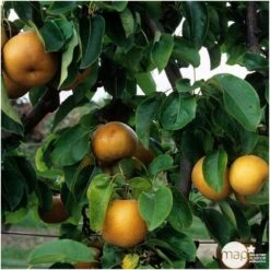 Nashi Nieiseiki : Gobelet Ctr 3 Ans D'âge 8 Nashi Nieiseiki : Gobelet Ctr 3 Ans D'âge -Grasses Fleurs Soldes Boutique 229605 003