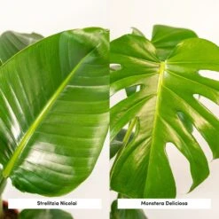 Strelitzia Nicolai, Monstera Deliciosa, Duo De Plantes - Grandes Plantes D'intérieur -Grasses Fleurs Soldes Boutique 234a08022e7bcd88