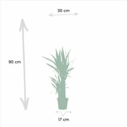 Yucca X2 - H90cm, ø17cm - Grandes Plantes D'intérieur 10 Yucca X2 - H90cm, ø17cm - Grandes Plantes D'intérieur -Grasses Fleurs Soldes Boutique 23abb00bcae0af1c