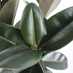 Caoutchouc : 3 Pieds Pot -Grasses Fleurs Soldes Boutique 28705 002