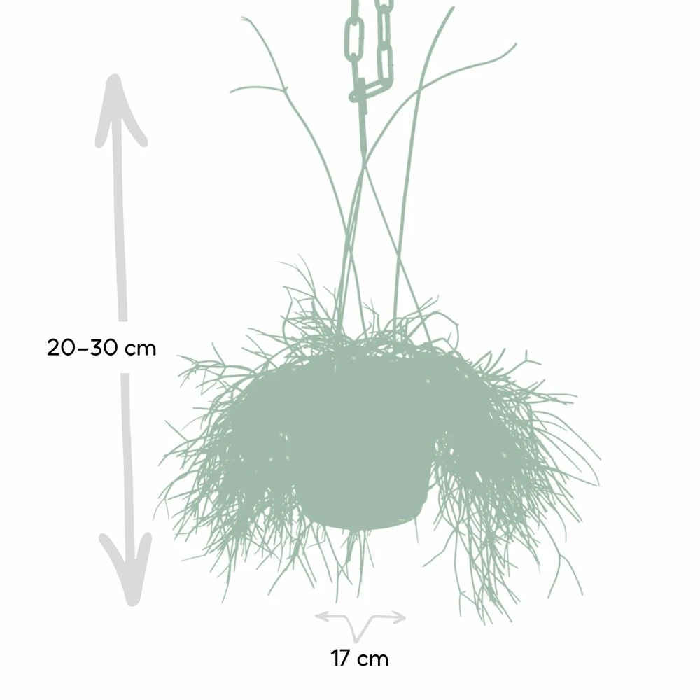 Rhipsalis Baccifera - H30cm, ø12cm - Plante D'intérieur Tombante 5 Rhipsalis Baccifera - H30cm, ø12cm - Plante D'intérieur Tombante – Image 3