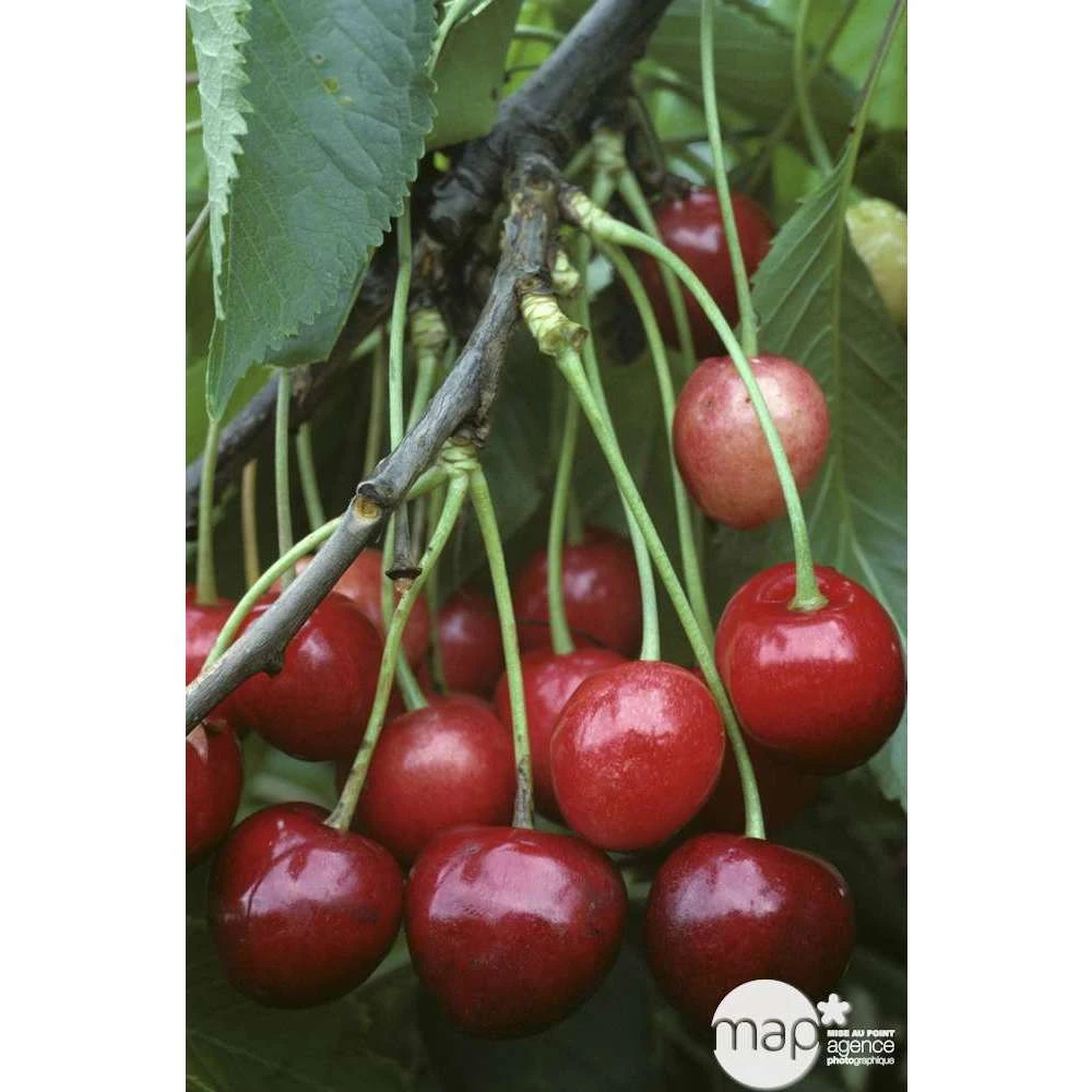 Cerisier Bigarreau Marmotte : Demi Tige Ctr 15 Litres 5 Cerisier Bigarreau Marmotte : Demi Tige Ctr 15 Litres – Image 3