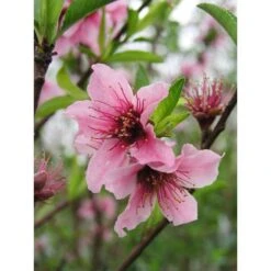 Nectarinier Nectarose : Demi Tige Ctr 15 Litres -Grasses Fleurs Soldes Boutique 29612 002