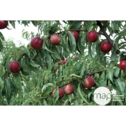 Nectarinier Nectarose : Demi Tige Ctr 15 Litres -Grasses Fleurs Soldes Boutique 29612 003