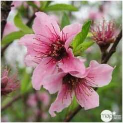 Nectarinier Nectarose : Demi Tige Ctr 15 Litres -Grasses Fleurs Soldes Boutique 29612 004