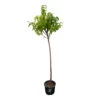 Nectarinier Nectarose : Demi Tige Ctr 15 Litres -Grasses Fleurs Soldes Boutique 29612 1749382