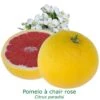Pomelos A Chair Rose Bio Tailles:pot De 3 Litres, Hauteur 30/40 Cm 1 Pomelos A Chair Rose Bio Tailles:pot De 3 Litres, Hauteur 30/40 Cm -Grasses Fleurs Soldes Boutique 2ed3940e2398882b