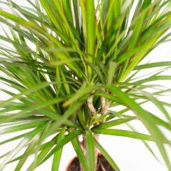 Dracaena Marginata - H90cm, ø17cm - Grande Plante D'intérieur -Grasses Fleurs Soldes Boutique 3086944efa9a2ede