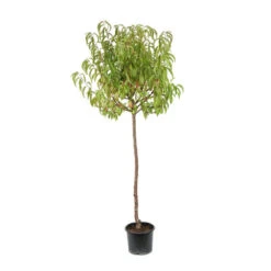 Pêcher Charles Ingouf : ½ Tige, 4-5 Ans, H 170-180 Cm -Grasses Fleurs Soldes Boutique 335750 003