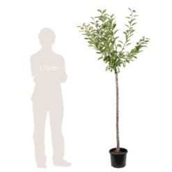 Cerisier Belle De Chatenay : ½ Tige, 4-5 Ans, H 170-180 Cm -Grasses Fleurs Soldes Boutique 335756 003