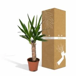 Yucca - H40cm, ø14cm - Plante D'intérieur 11 Yucca - H40cm, ø14cm - Plante D'intérieur -Grasses Fleurs Soldes Boutique 3432fe20eae17f67