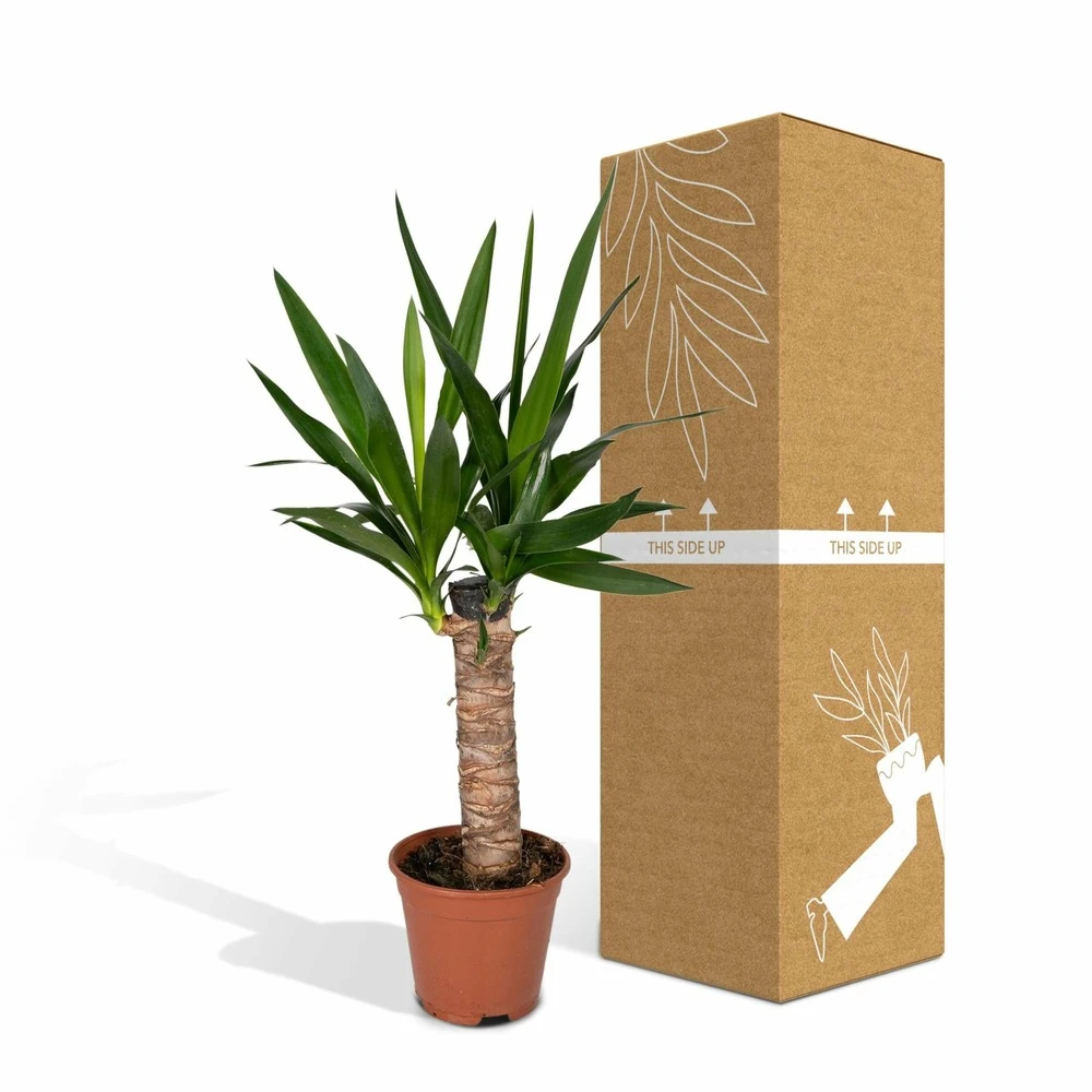 Yucca - H40cm, ø14cm - Plante D'intérieur 7 Yucca - H40cm, ø14cm - Plante D'intérieur – Image 5