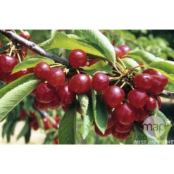 Cerisier Coeur De Pigeon : ½ Tige, 4-5 Ans, H 170-180 Cm 8 Cerisier Coeur De Pigeon : ½ Tige, 4-5 Ans, H 170-180 Cm -Grasses Fleurs Soldes Boutique 37589 002