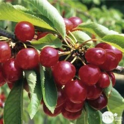 Cerisier Coeur De Pigeon : ½ Tige, 4-5 Ans, H 170-180 Cm 9 Cerisier Coeur De Pigeon : ½ Tige, 4-5 Ans, H 170-180 Cm -Grasses Fleurs Soldes Boutique 37589 003