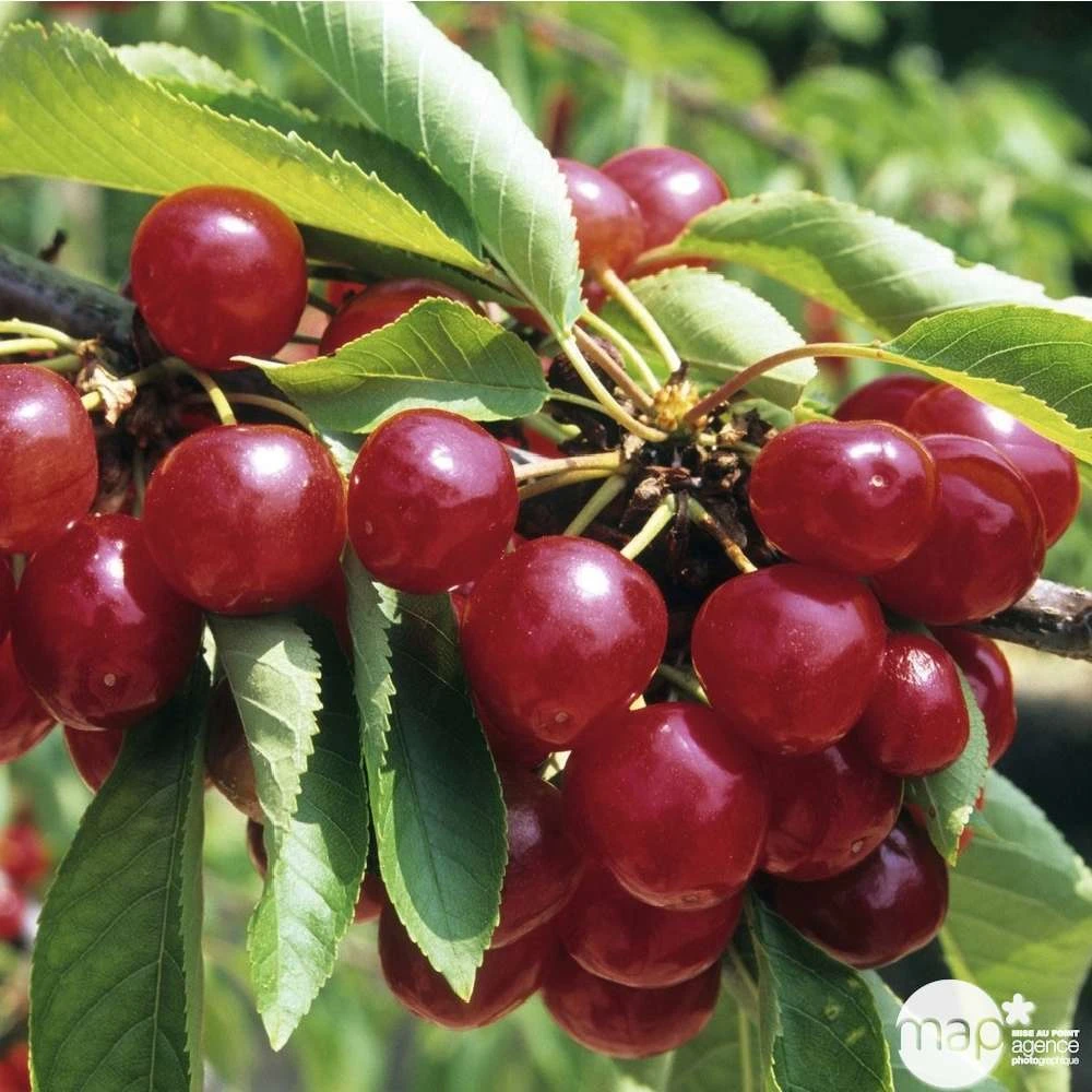 Cerisier Coeur De Pigeon : ½ Tige, 4-5 Ans, H 170-180 Cm 6 Cerisier Coeur De Pigeon : ½ Tige, 4-5 Ans, H 170-180 Cm – Image 4